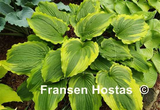 Hosta One Last Dance